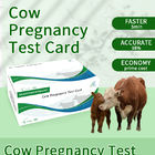 牛の早期妊娠検査カード サプライヤー