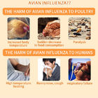 鳥インフルエンザ (H5N8) アンチゲンの迅速検出カードの指示 サプライヤー